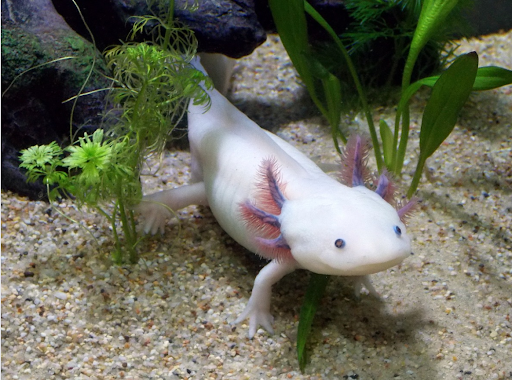 Mosaic Axolotl - Everything you need to know